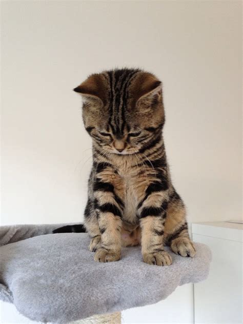 Pets Today | Tabby kitten, Cats, British shorthair