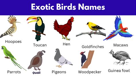 Names Of Exotic Birds