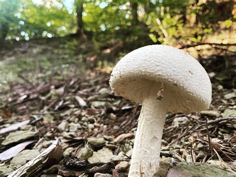 I love mushrooms with texture🍄 : r/MushroomPorn