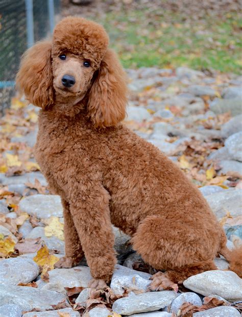 Going To The Groomer - Timberidge Goldendoodles