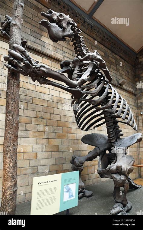 Megatherium giant ground sloth hi-res stock photography and images - Alamy