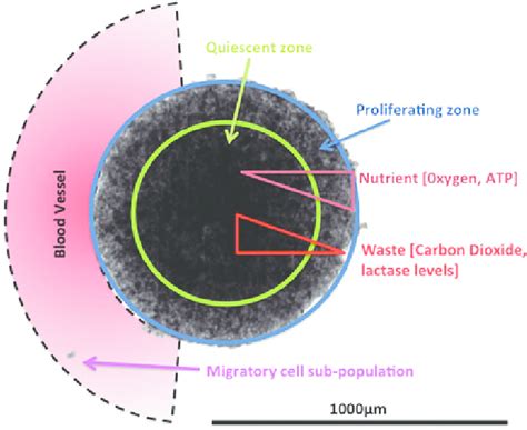 A schematic presentation of 3D spheroid microregions and nutrient and... | Download Scientific ...