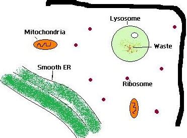 Difference Between Lysosome and Peroxisome | Characteristics, Structure ...