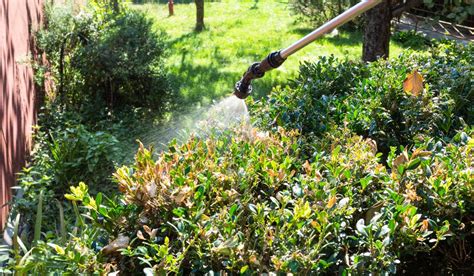 Finding The Best Natural Mosquito Repellent For Your Yard