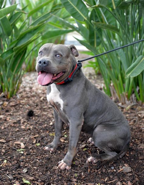 Pet of the Week: Jubilee, a female American pit bull terrier mix, available for adoption in San ...