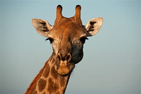 All Things Giraffe - Southern Destinations