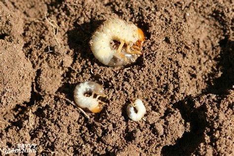 Grub Worm Control: How to Safely Get Rid of Grubs