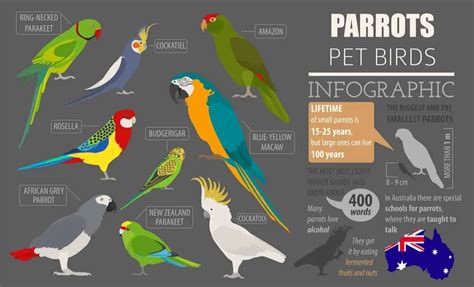 9 Most Popular Types of Pet Parrots – Nayturr