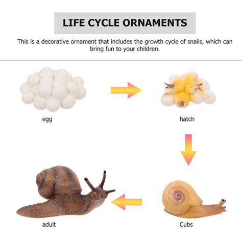 Snail Life Cycle Diagram