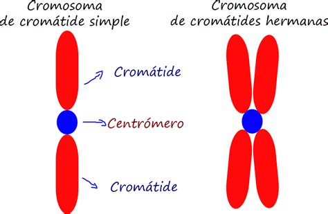 Ciencias de Joseleg: El efecto de la mitosis en un ciclo de vida, definición de haploide y diploide