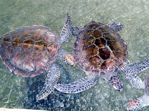 Kosgoda Sea Turtle Conservation Center, Bentota - Timings, Entry Fee ...