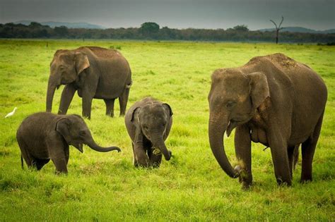 3 Best Places to See Elephants in Sri Lanka (Not Pinnawala)