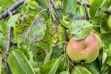 Basic Preventive Measures to Avoid Pear Tree Diseases - Food Gardening Network