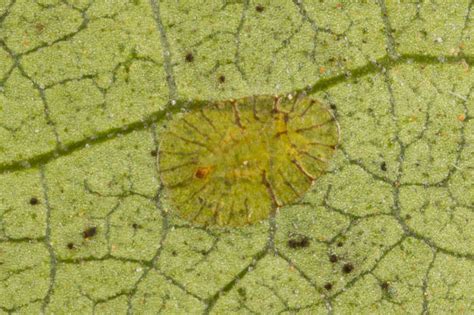 Scale Insects | Nature Closeups