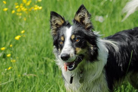 1000+ images about Welsh Sheepdog on Pinterest | Welsh sheepdog, Collie dog and Welsh