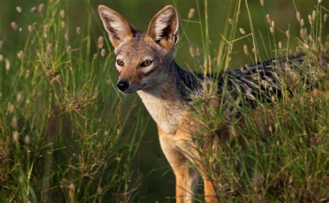 Black-Backed Jackal Facts, Pictures, Video & Information. Discover This Intelligent And ...