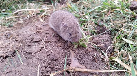 Voles: How to Get Rid of Voles in the Yard or Garden | The Old Farmer's Almanac