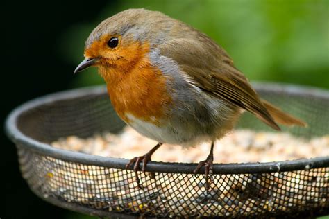 Robin on feeder | Robin standing on a bird feeder outside ki… | Flickr