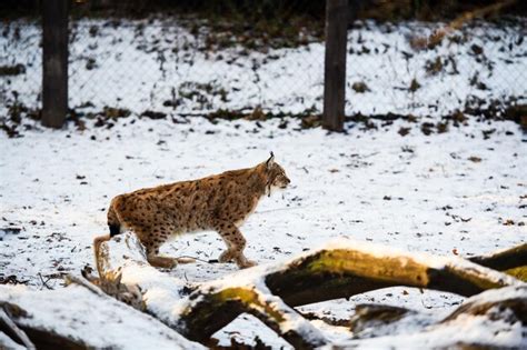 Premium Photo | Lynx on the snow