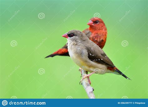 Female in Brown and Male in Red Strawberry Finch Together Perching on Branch Expose Over Greeny ...