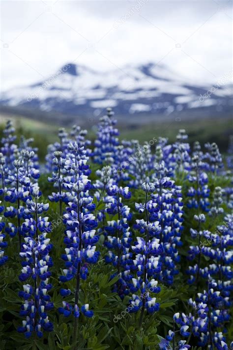 Iceland flowers — Stock Photo © JanPietruszka #8837408