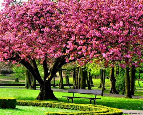 🔥 [40+] Free Spring Tree HD Wallpapers | WallpaperSafari