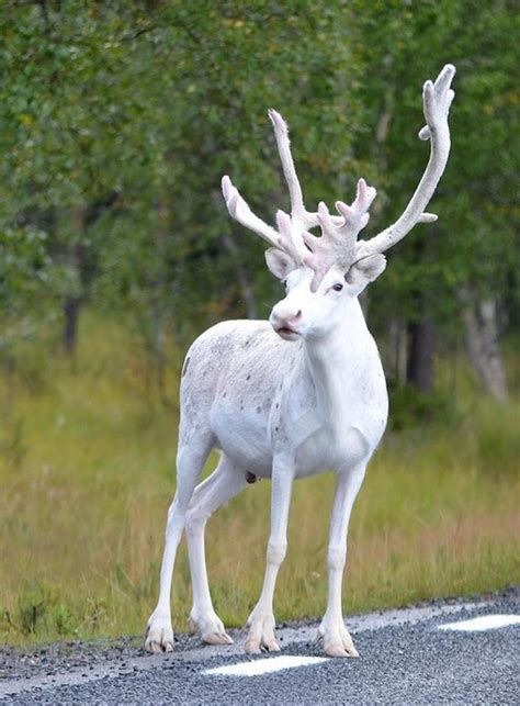 Enchantingly Rare All-White Reindeer Spotted on the Side of a Road in Sweden