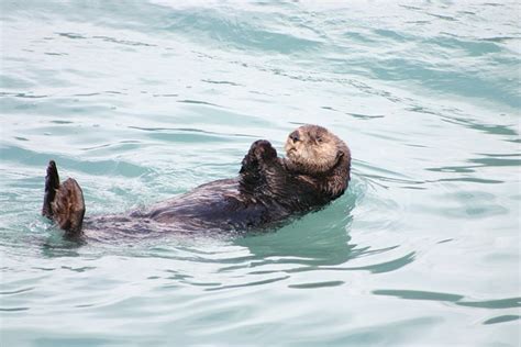 Otter Alaska Floating · Free photo on Pixabay