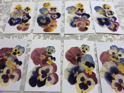 Pressed Pansy/Viola 6 Pack Various Sizes