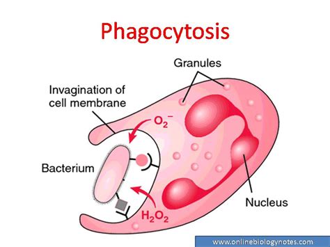 Phagocyte Diagram Gcse | Hot Sex Picture