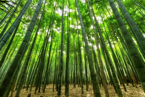 Bamboo 5k Retina Ultra HD Wallpaper | Background Image | 5185x3456 | ID:594339 - Wallpaper Abyss