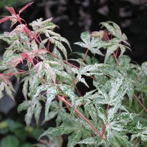 Floating Cloud ( Ukigumo ) Japanese Maple | New Life Nursery