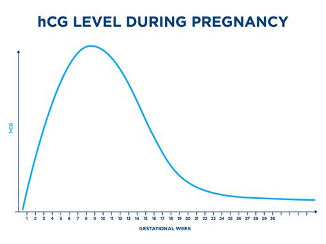 Dating Pregnancy By Hcg Levels – Telegraph