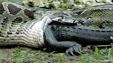 VIDEO: Giant Anaconda Swallows Crocodile Whole | EvoNews