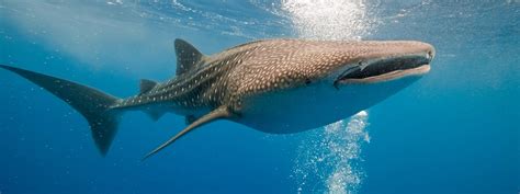 Whale Shark | Species | WWF