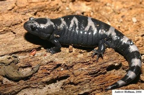 Marbled Salamander (Ambystoma opacum) - Indiana Herp Atlas