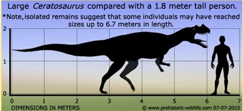 Large Ceratosaurus compared with a 1.8 meter tall person. *Note, isolated remains suggest that ...