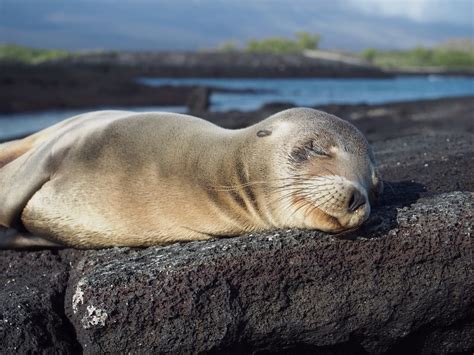 Galapagos Islands Animals | Facts, Information and Habitat