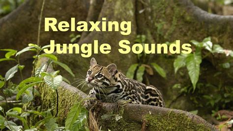 Best Relaxing Jungle Sounds Tropical Amazon Rainforest With Distant Thunder 3 Hours Long ...