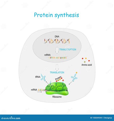 Ribosome And MRNA Vector Illustration | CartoonDealer.com #216867344