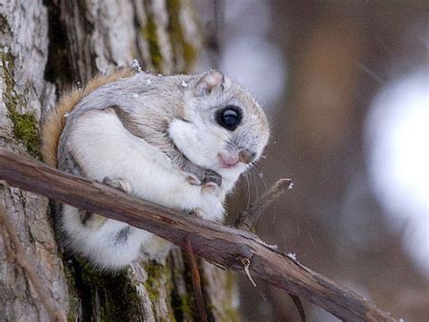 The 10 Most Adorable Japanese Animals Ever! - Owlcation