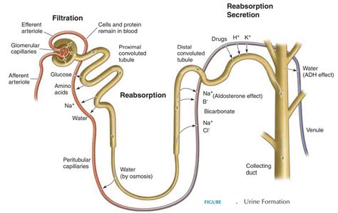 Urine Formation