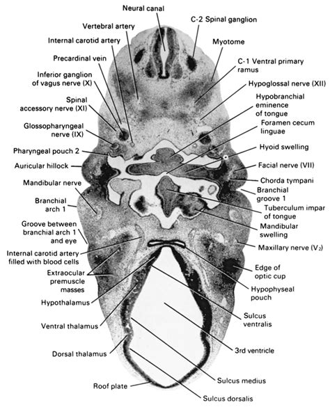 Foramen Cecum Embryology