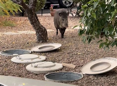 Rescue of newborn javelinas in Foothills prompts call for wildlife ...