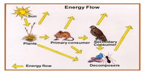 Energy Flow in Ecosystem