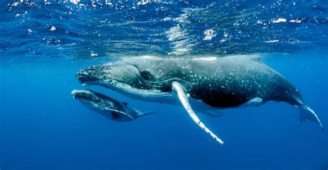 Underwater Blue Whale Photography