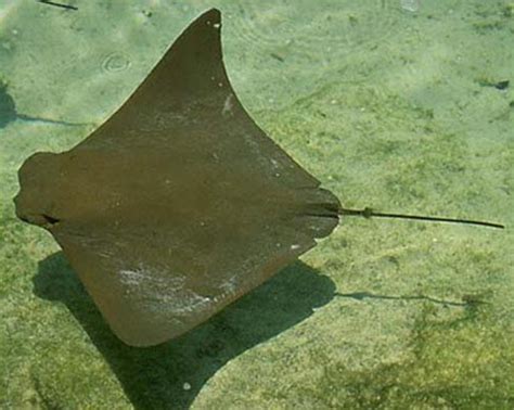 An Intimidating Fish They Call the Stingray | Panhandle Outdoors