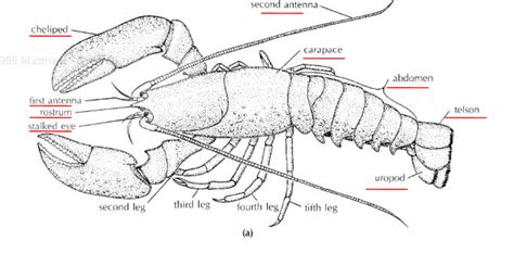 lobster anatomy Diagram | Quizlet