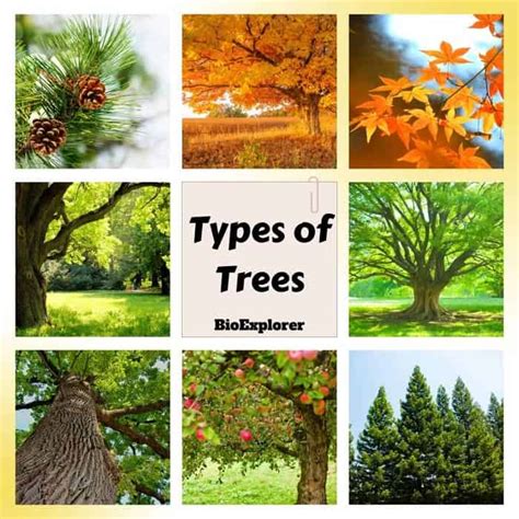 Types of Trees | Deciduous Trees | Evergreen Trees | Pictures