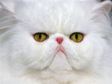 Online crop | white Persian cat in close-up photography HD wallpaper | Wallpaper Flare